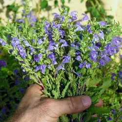 عرق بادرنجویه ( حجم بطری 1 لیتر می باشد)