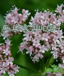 عرق سنبل الطیب  (حجم بطری 1 لیتر می باشد)