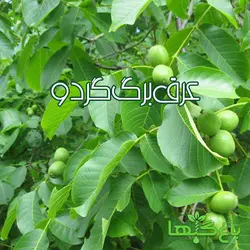 عرق برگ گردو  (حجم بطری 1 لیتر می باشد)