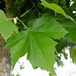 عرق برگ چنار (حجم بطری 1 لیتر می باشد)