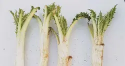 عرق کنگر  (حجم بطری 1 لیتر می باشد)