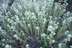 عرق کلپوره  (حجم بطری 1 لیتر می باشد)