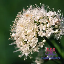 اسانس سنبل الطیب