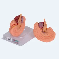 مولاژ مغز و اعصاب 8 قسمتی جنرال داکتر