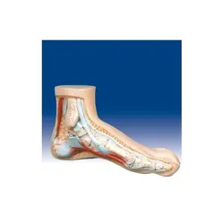 مولاژ کف پای سالم و بیمار