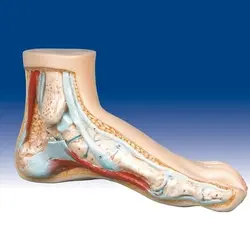 مولاژ کف پای سالم و بیمار