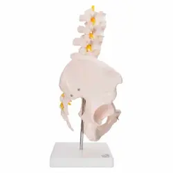 مولاژ لگن خاصره با پنج مهره تحتانی 1/2 اندازه طبیعی