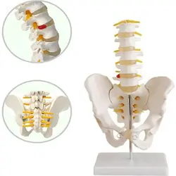 مولاژ لگن خاصره با پنج مهره تحتانی 1/2 اندازه طبیعی