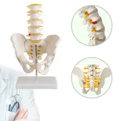 مولاژ لگن خاصره با پنج مهره تحتانی 1/2 اندازه طبیعی