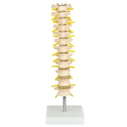 مولاژ مهره های میانی ستون فقرات انسان