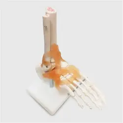 مولاژ پای انسان با نمایش لیگامان