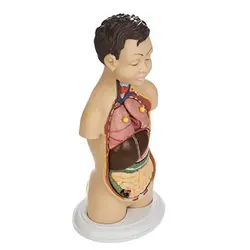 مولاژ آناتومی نیم تنه بدن انسان مدل عروسکی 1/4 اندازه طبیعی