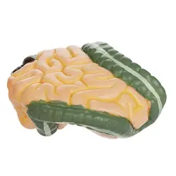 مولاژ آناتومی نیم تنه بدن انسان مدل عروسکی 1/4 اندازه طبیعی