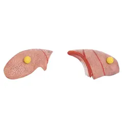 مولاژ آناتومی نیم تنه بدن انسان مدل عروسکی 1/4 اندازه طبیعی