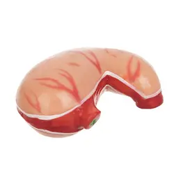 مولاژ آناتومی نیم تنه بدن انسان مدل عروسکی 1/4 اندازه طبیعی