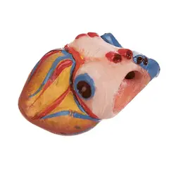 مولاژ آناتومی نیم تنه بدن انسان مدل عروسکی 1/4 اندازه طبیعی