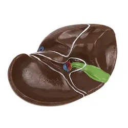 مولاژ آناتومی نیم تنه بدن انسان مدل عروسکی 1/4 اندازه طبیعی