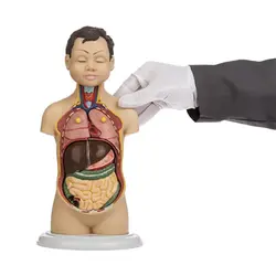 مولاژ آناتومی نیم تنه بدن انسان مدل عروسکی 1/4 اندازه طبیعی
