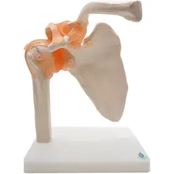 مولاژ مفصل کتف یا شانه مدل XC-109