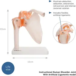 مولاژ مفصل کتف یا شانه مدل XC-109