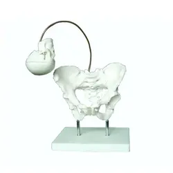 مولاژ شبیه ساز زایمان و استخوان لگن مادر مدل XC-127