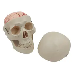 مولاژ جمجمه و مغز انسان