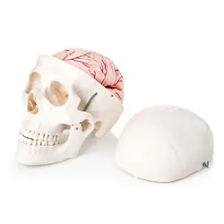 مولاژ جمجمه و مغز انسان