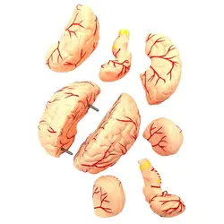 مولاژ جمجمه و مغز انسان