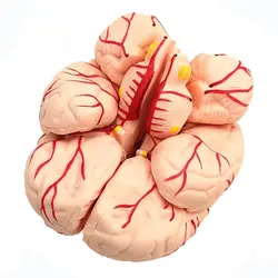 مولاژ جمجمه و مغز انسان