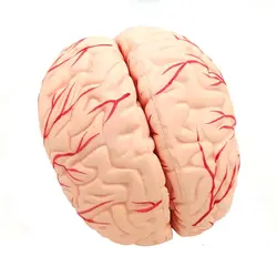 مولاژ جمجمه و مغز انسان