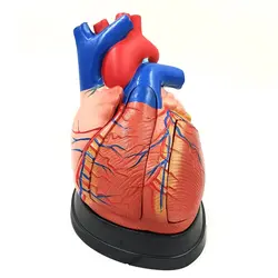 مولاژ قلب انسان 5 قسمتی
