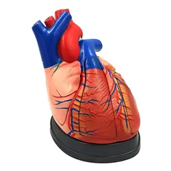 مولاژ قلب انسان 5 قسمتی