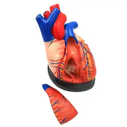 مولاژ قلب انسان 5 قسمتی