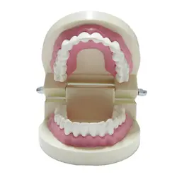 مولاژ دندان انسان اندازه طبیعی