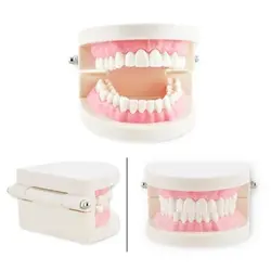 مولاژ دندان انسان اندازه طبیعی