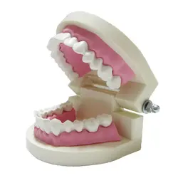 مولاژ دندان انسان اندازه طبیعی