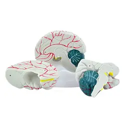 مولاژ مغز انسان 3 قسمتی کد 304