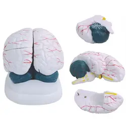 مولاژ مغز انسان 3 قسمتی کد 304