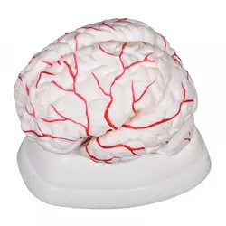 مولاژ مغز انسان کد 308 (8 قسمتی)