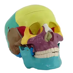 مولاژ جمجمه انسان مدل رنگی
