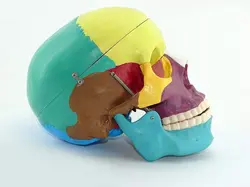 مولاژ جمجمه انسان مدل رنگی
