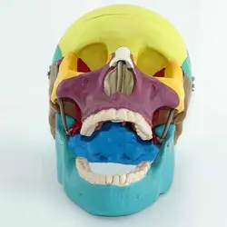 مولاژ جمجمه انسان مدل رنگی