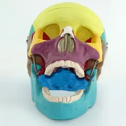 مولاژ جمجمه انسان مدل رنگی