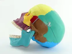 مولاژ جمجمه انسان مدل رنگی