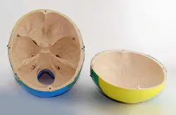 مولاژ جمجمه انسان مدل رنگی