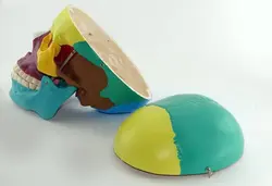 مولاژ جمجمه انسان مدل رنگی