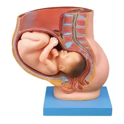 مولاژ جنرال داکتر مدل نهمین ماه بارداری