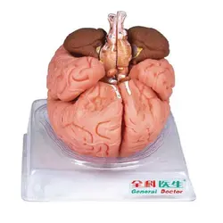 مولاژ جنرال داکتر مدل مغز 8 قسمتی