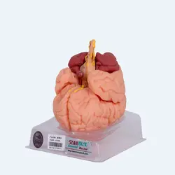 مولاژ جنرال داکتر مدل مغز 8 قسمتی