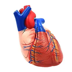 مولاژ قلب انسان 5 قسمتی